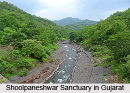 Forests and sanctuaries along Narmada, Indian River