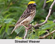 Indian Weavers, Indian Birds