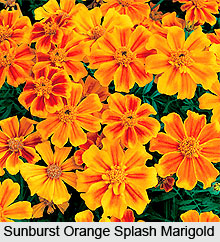 Marigolds, Indian Flower