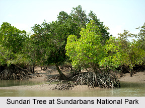 Sundarbans National Park, West Bengal