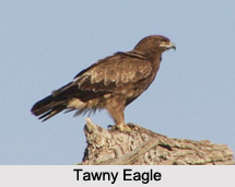 Indian Eagles, Indian Birds