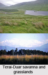 Forests in Eastern India