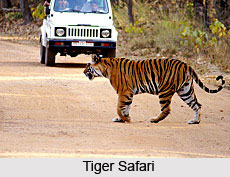 Bandhavgarh Tiger Reserve