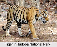 Chandrapur District, Maharashtra