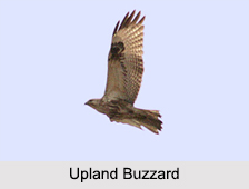 Indian Buzzards, Indian Birds