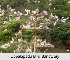 Bird Sanctuaries of Andhra Pradesh