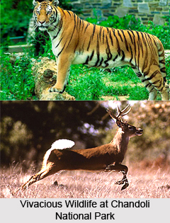 Chandoli National Park, Sangli District, Maharashtra