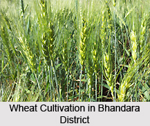 Geography of Bhandara District, Maharashtra