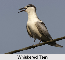 Indian Terns, Indian Birds