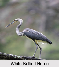 Indian Herons, Indian Birds