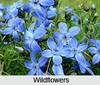 Wildflowers