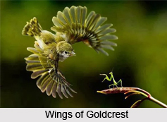 Goldcrest, Indian Bird