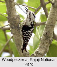 Rajaji National Park, National Park in Uttarakhand