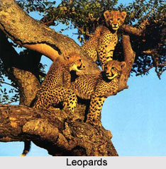Wildlife Sanctuaries of Uttarakhand
