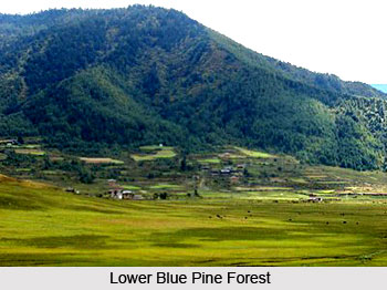 Forests of Chamoli District