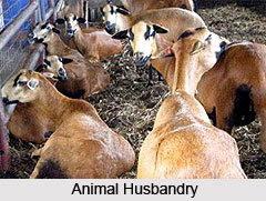 Economy of  Idukki District , Kerala