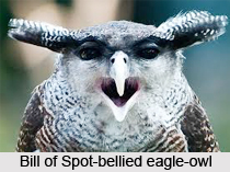 Spot-Bellied Eagle-Owl, Indian Bird