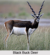 Achanakmar-Amarkantak Biosphere Reserve