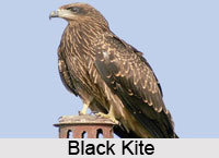 Indian Birds