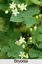 Treatment of Common Fever by Homeopathy