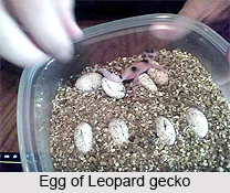Leopard Gecko, Indian Reptile
