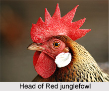 Red Jungle Fowl, Indian Bird