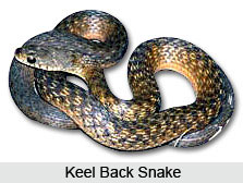 Keel Back Snake