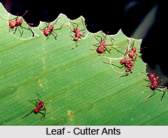 Ants