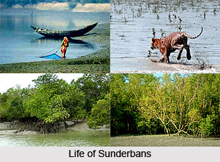Tourism In West Bengal