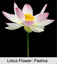 Eight Auspicious Symbols, Buddhist Philosophy