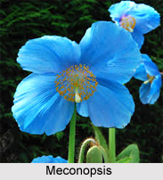 Flora Of Uttarakhand