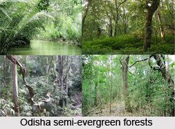 Forests in Eastern India