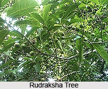 Rudraksha for Health and Self Empowerment