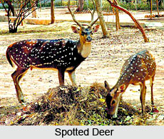 Guindy National Park, Chennai
