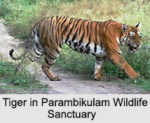 Wildlife Sanctuaries of South India