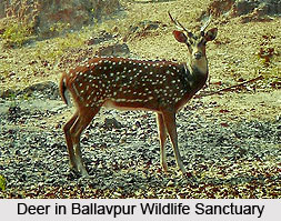 Ballavpur Wildlife Sanctuary, West Bengal