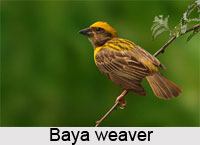 Indian Birds