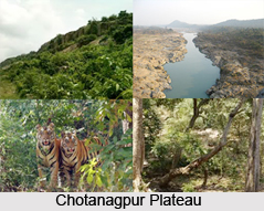 Forests in Eastern India