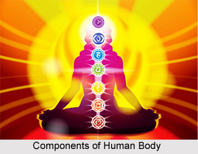 Three Components of the Body, Ayurveda