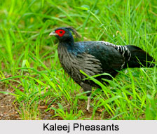 Wildlife Sanctuaries of Uttarakhand
