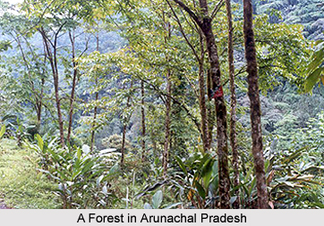 Forests of Arunachal Pradesh