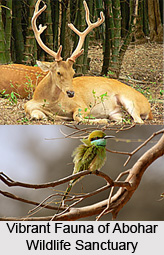 Abohar Wildlife Sanctuary, Fazilka District, Punjab