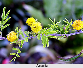 Forest Vegetation in South India