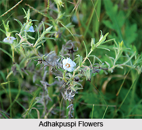 Adhakpuspi, Indian Medicinal Plant
