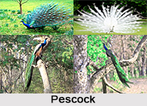 Adi Chunchanagiri Peacock Sanctuary, Mandya District