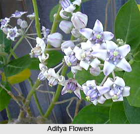 Aditya, Indian Medicinal Plant