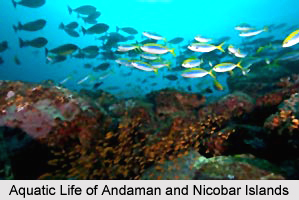 Adventure Tourism in Andaman and Nicobar Islands