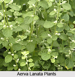 Aerva lanata, Indian Medicinal Plants