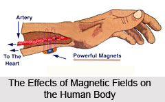 Affect of magnets in Human Metabolism