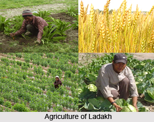 Agriculture of  Ladakh, Jammu and Kashmir